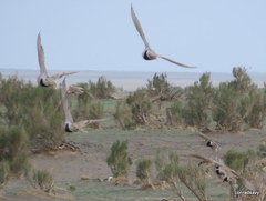 Syrrhaptes paradoxus