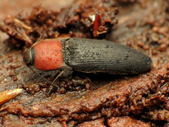 Ampedus rubricollis