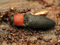 Ampedus rubricollis