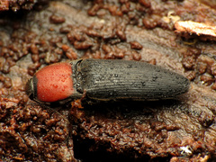 Ampedus rubricollis