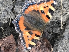 Aglais urticae