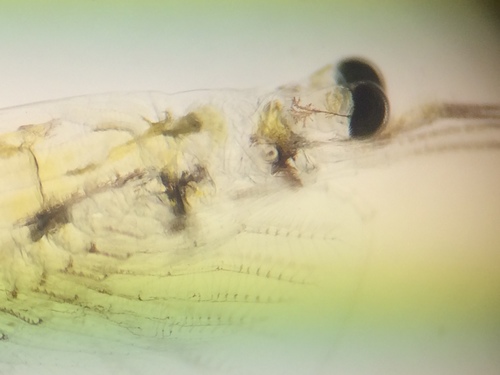Mysidae