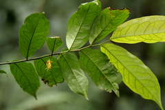 Artabotrys stenopetalus