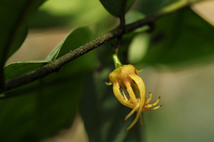 Artabotrys stenopetalus