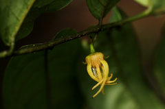 Artabotrys stenopetalus