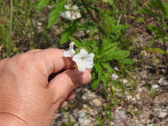 Varronia podocephala