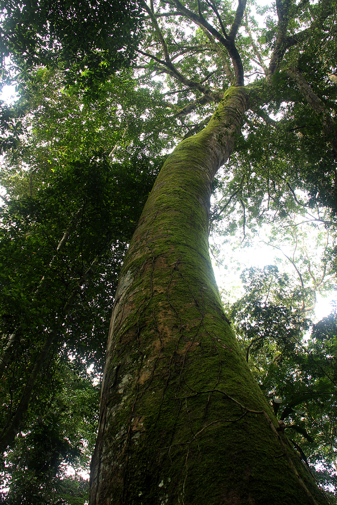 Brachystegia laurentii