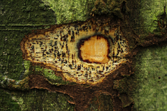 Celtis tessmannii