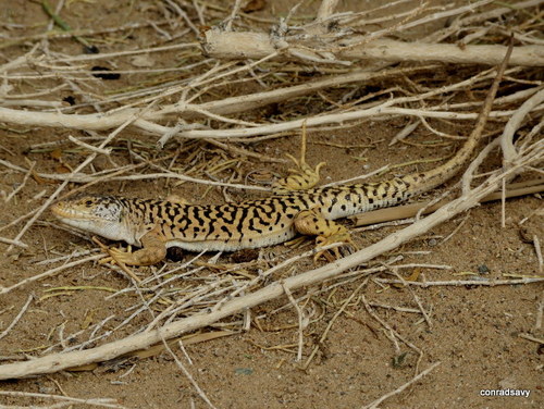 Gobi Racerunner