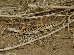 Eremias przewalskii