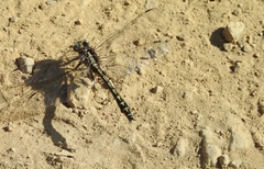 Phanogomphus kurilis