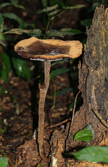 Amauroderma