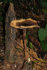 Amauroderma