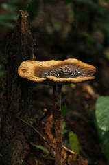 Amauroderma