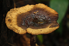 Amauroderma