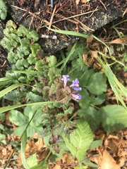 Glechoma hederacea