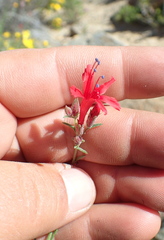 Ipomopsis tenuifolia