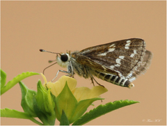 Taractrocera maevius