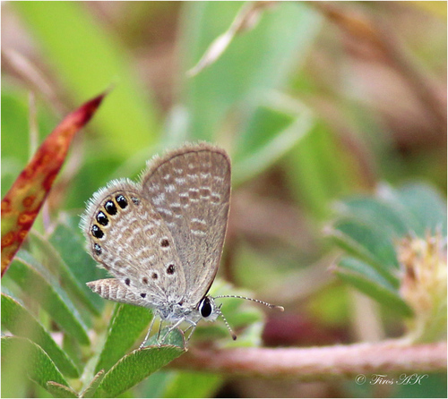 Photo of Jewelled Grass-blue (Freyeria putli)