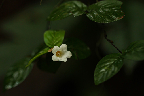 Mostuea hirsuta