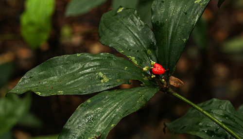 Palisota Brachythyrsa · Inaturalist