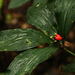 Palisota brachythyrsa - Photo (c) Bart Wursten,  זכויות יוצרים חלקיות (CC BY-NC), הועלה על ידי Bart Wursten