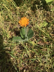 Pilosella aurantiaca