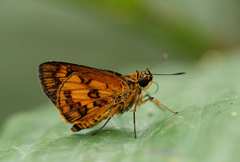 Image of Acada annulifer