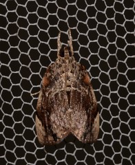 Crocidolomia suffusalis