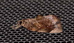 Crocidolomia suffusalis