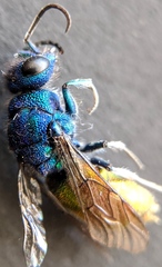 Chrysis ignita