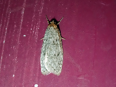 Semioscopis inornata