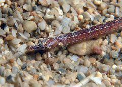 Phoxocampus belcheri