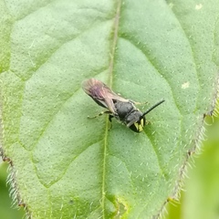 Hylaeus