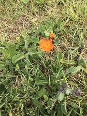 Pilosella aurantiaca