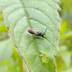 Hylaeus