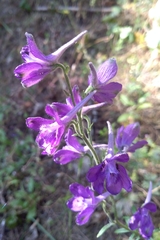 Delphinium pentagynum