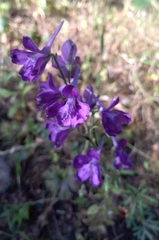 Delphinium pentagynum