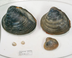 Serripes groenlandicus