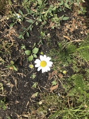 Tripleurospermum inodorum