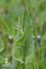 Cichorium intybus