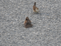 Troglodytes aedon inquietus