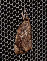 Crocidolomia suffusalis