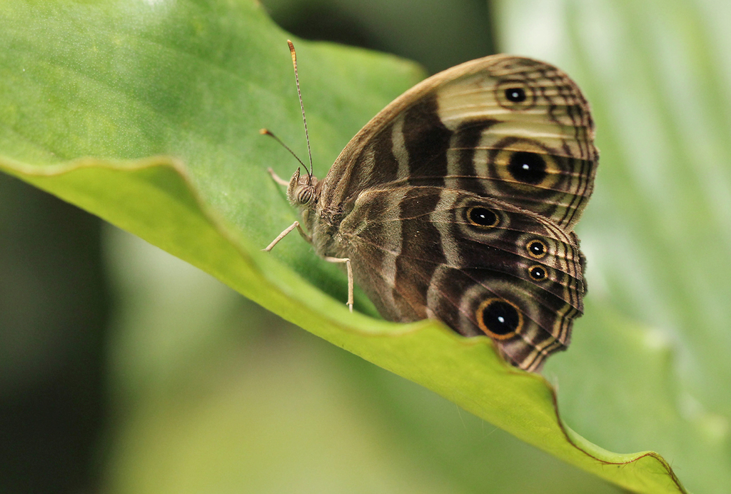 Ignoble Bush Brown