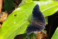 Charaxes cedreatis