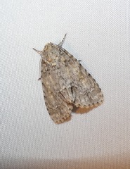 Acronicta immodica