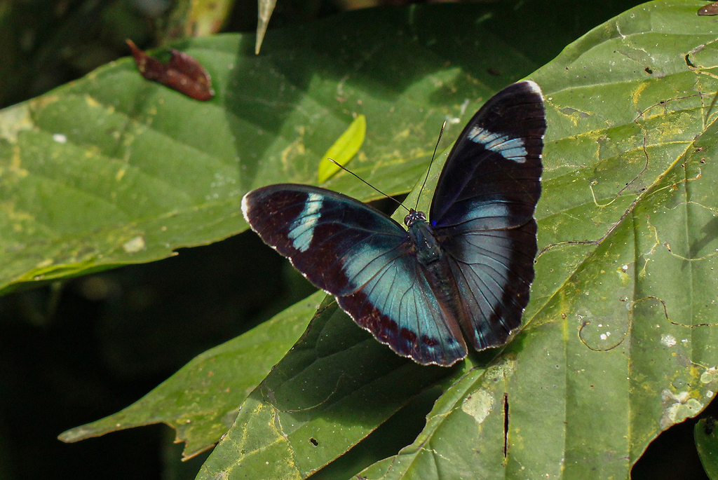 Euphaedra viridicaerulea