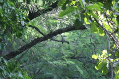 Todiramphus chloris