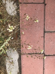 Capsella bursa-pastoris