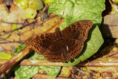 Euryphura chalcis